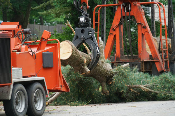 How Our Tree Care Process Works  in  Port Sulphur, LA